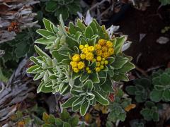 Kopretinec (Dendranthema pacificum (Nakai) Kitam.)
