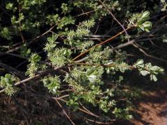 Vrba ušatá (Salix aurita L.)