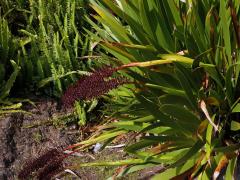 Xeronema callistemon W. R. B. Oliv.