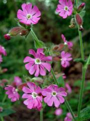 Silenka dvoudomá = Knotovka červená (Silene dioica (L.) Clairv.)