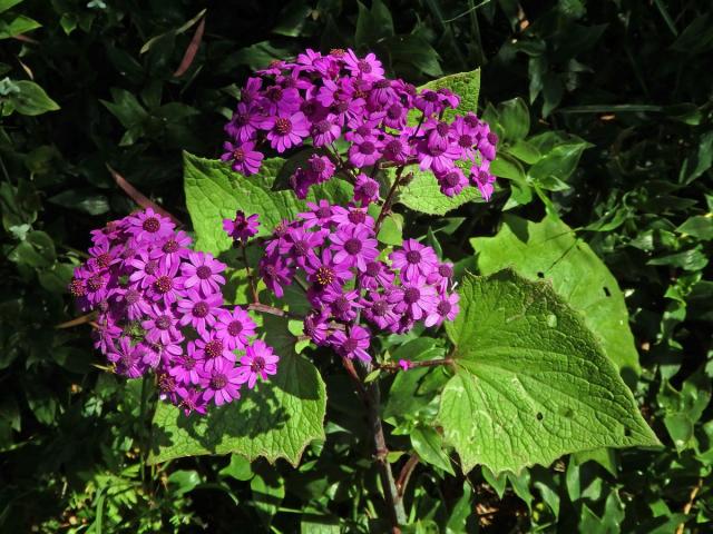 Pericallis webbii (Sch. Bip.) Bolle