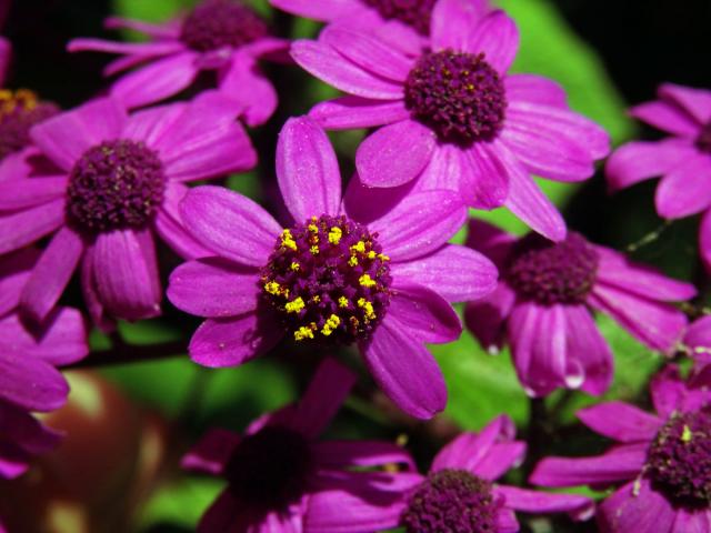 Pericallis webbii (Sch. Bip.) Bolle