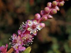 Líčidlo (Phytolacca icosandra L.)