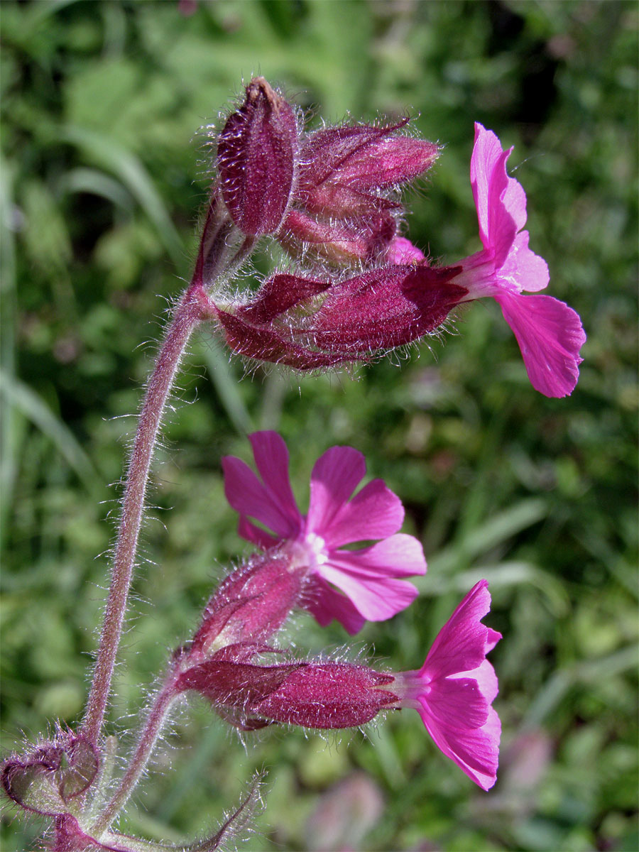 Silenka dvoudomá = Knotovka červená (Silene dioica (L.) Clairv.)