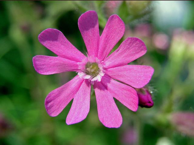 Silenka dvoudomá = Knotovka červená (Silene dioica (L.) Clairv.)