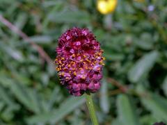 Krvavec toten (Sanguisorba officinalis L.)