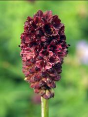 Krvavec toten (Sanguisorba officinalis L.)