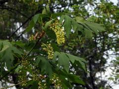 Javor velkolistý (Acer macrophyllum Pursh)    