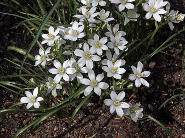 Snědek Kochův (Ornithogalum kochii Parl.)