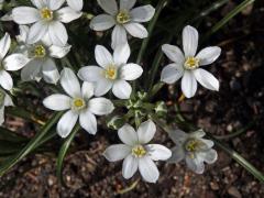 Snědek Kochův (Ornithogalum kochii Parl.)