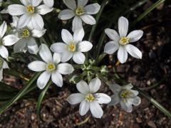 Snědek Kochův (Ornithogallum kochii Parl.)