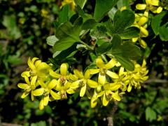 Meruzalka vonná (Ribes odoratum Wendl. fil.)