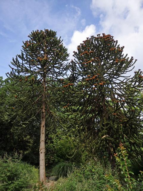 Blahočet chilský (Araucaria araucana (Molina) K. Koch)