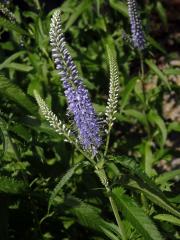 Rozrazil (Veronica subsessilis (Miq.) Carriere)     