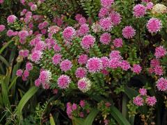 Pimelea ferruginea Labill. 