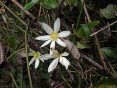 Plamének (Clematis forsteri J. F. Gmel.)   