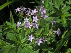 Amsonia orientalis Decne.