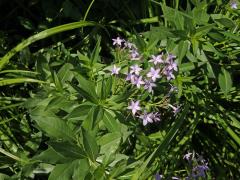 Amsonia orientalis Decne.