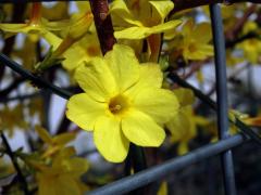 Jasmín nahokvětý (Jasminum nudiflorum Lindl.), sedmičetný květ (1)