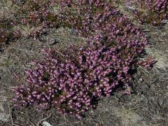 Vřesovec pleťový (Erica carnea L.)