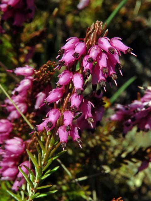 Vřesovec pleťový (Erica carnea L.)