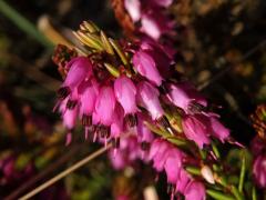 Vřesovec pleťový (Erica carnea L.)