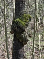 Tumor na olši lepkavé (Alnus glutinosa (L.) Gaertn.) (1a)