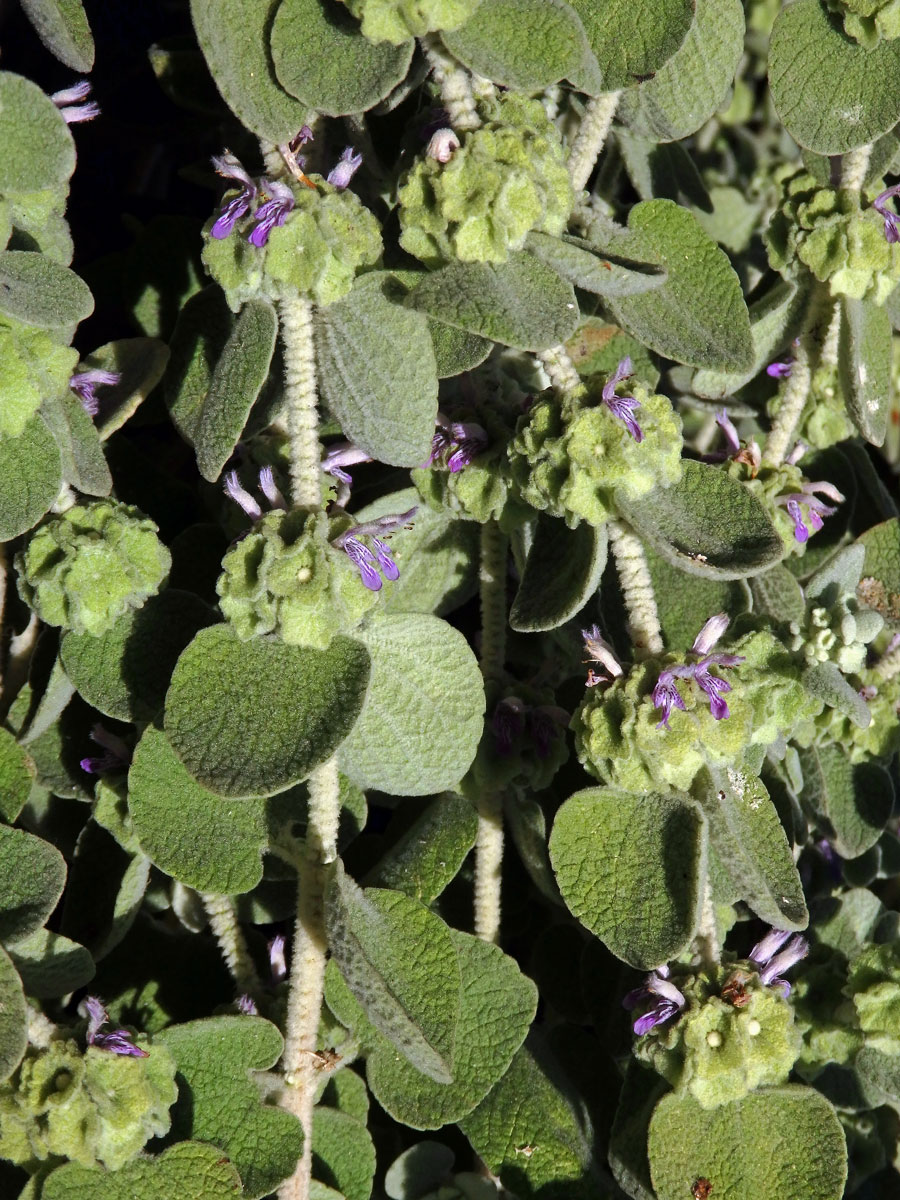 Měrnice vlnatá (Ballota acetabulosa (L.) Bentham)