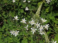 Snědek jehlancovitý (Ornithogalum brevistylum Wolfner)   