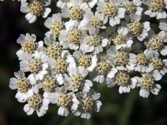 Řebříček panonský (Achillea panonica Scheele)