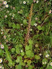 Cimbálek (Umbilicus rupestris (Salisb.) Dandy)