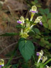 Konopice sličná (Galeopsis speciosa Mill.)