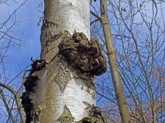 Nádor na bříze bělokoré (Betula pendula Roth) (80b)