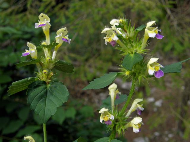 Konopice sličná (Galeopsis speciosa Mill.)