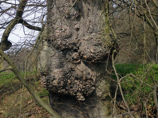 Lípa velkolistá (Tilia platyphyllos Scop.) (42b) s nádorem na kmeni