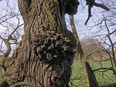 Lípa velkolistá (Tilia platyphyllos Scop.) (43a) s nádorem na kmeni