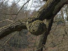 Lípa velkolistá (Tilia platyphyllos Scop.) (44a) s nádorem na kmeni