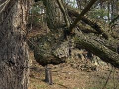 Lípa velkolistá (Tilia platyphyllos Scop.) (44b) s nádorem na kmeni