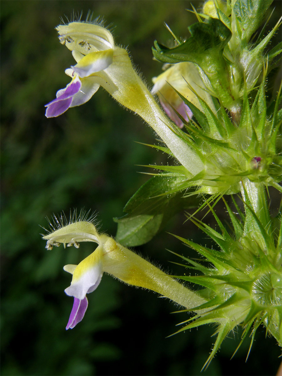 Konopice sličná (Galeopsis speciosa Mill.)
