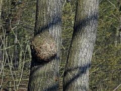 Tumor na olši lepkavé (Alnus glutinosa (L.) Gaertn.) (26a)