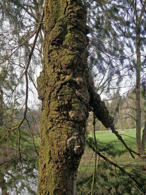 Douglaska tisolistá (Pseudotsuga menziesii (Mirbel) Franco) s nádory na kmeni (5)