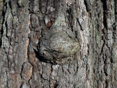 Tumor na olši lepkavé (Alnus glutinosa (L.) Gaertn.) (28)