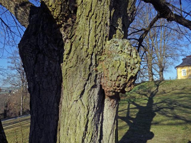 Lípa velkolistá (Tilia platyphyllos Scop.) (28d) s nádorem na kmeni