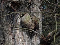 Jilm vaz (Ulmus laevis Pallas) 9a1) s nádorem na kmeni