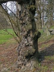 Jilm vaz (Ulmus laevis Pallas) (11a) s několika nádory na kmeni