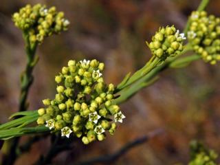 Lněnka (Thesium strictum P. J. Bergius)