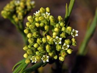 Lněnka (Thesium strictum P. J. Bergius)