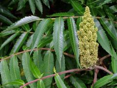 Škumpa orobincová (Rhus hirta  (L.) Sudw.)