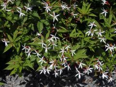 Gillenia trifoliata (L.) Moench