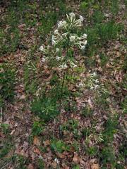 Silenka hajní (Silene nemoralis Waldst. & Kit.)